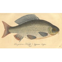 FISCHE. - Karpfen. Picture 1