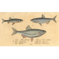 FISCHE. Picture 1