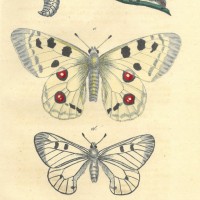 SCHMETTERLINGE. - Bergfalter. Bild 1