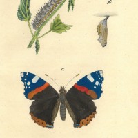 SCHMETTERLINGE. - Admiral. Bild 1