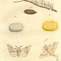 SCHMETTERLINGE. - Seidenspinner. Picture 1