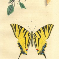 SCHMETTERLINGE. - Edelfalter. Picture 1