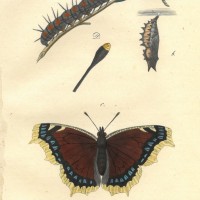 SCHMETTERLINGE. - Dornfalter. Bild 1
