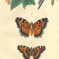 SCHMETTERLINGE. - Dornfalter. Picture 1