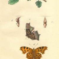 SCHMETTERLINGE. - Dornfalter. Picture 1