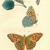SCHMETTERLINGE. - Schillerfalter. Bild 1