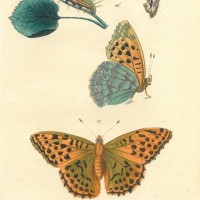 SCHMETTERLINGE. - Silberfalter. Bild 1