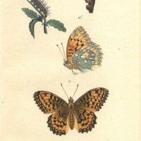 SCHMETTERLINGE. - Silberfalter. Picture 1