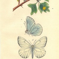 SCHMETTERLINGE. - Weißfalter. Bild 1