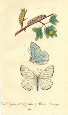 Picture 1