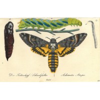 SCHMETTERLINGE. - Schreckenfalter. Picture 1