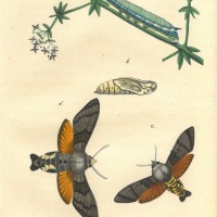 SCHMETTERLINGE. - Schwanzfalter. Picture 1
