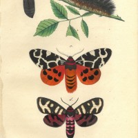 SCHMETTERLINGE. - Bärenfalter. Bild 1