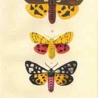 SCHMETTERLINGE. - Bärenfalter. Bild 1