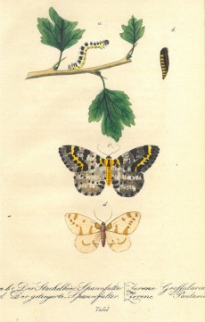 Picture 1