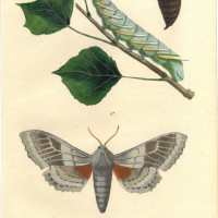 SCHMETTERLINGE. - Schnorrfalter. Picture 1