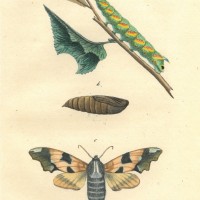 SCHMETTERLINGE. - Schnorrfalter. Bild 1