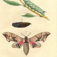 SCHMETTERLINGE. - Schnorrfalter. Bild 1