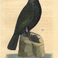 VÖGEL. - Kormoran. Bild 1