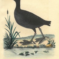 VÖGEL. - Blässhuhn. Bild 1