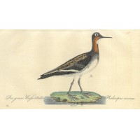VÖGEL. - Wassertreter. Bild 1