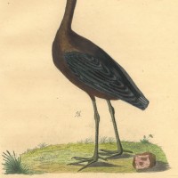 VÖGEL. - Ibis. Bild 1