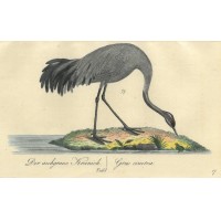 VÖGEL. - Kranich. Bild 1