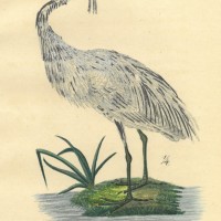 VÖGEL. - Reiher. Picture 1