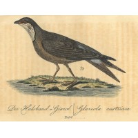 VÖGEL. Bild 1