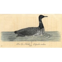 VÖGEL. - Taucher. Bild 1