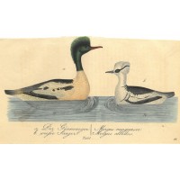 VÖGEL. - Säger. Picture 1