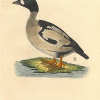 VÖGEL. - Ente. Bild 1
