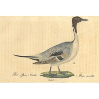 VÖGEL. - Ente. Bild 1