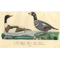 VÖGEL. - Ente. Bild 1