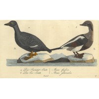 VÖGEL. - Ente. Bild 1