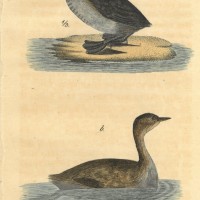 VÖGEL. - Zwergtaucher. Bild 1