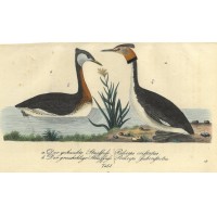VÖGEL. - Zwergtaucher. Bild 1