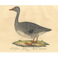 VÖGEL. - Gans. Bild 1
