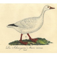 VÖGEL. - Gans. Picture 1