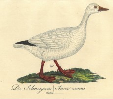 Picture 1