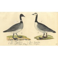 VÖGEL. - Gans. Bild 1