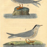 VÖGEL. - Seeschwalbe. Picture 1