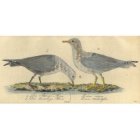 VÖGEL. - Möwe. Bild 1