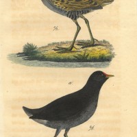 VÖGEL. Bild 1
