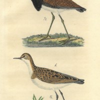 VÖGEL. Bild 1