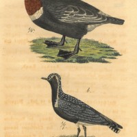 VÖGEL. - Gans. Bild 1