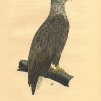 VÖGEL. - Adler. Bild 1