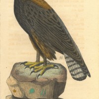 VÖGEL. - Adler. Bild 1