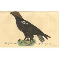 VÖGEL. - Adler. Bild 1