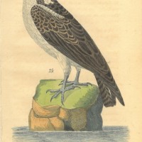 VÖGEL. - Adler. Bild 1